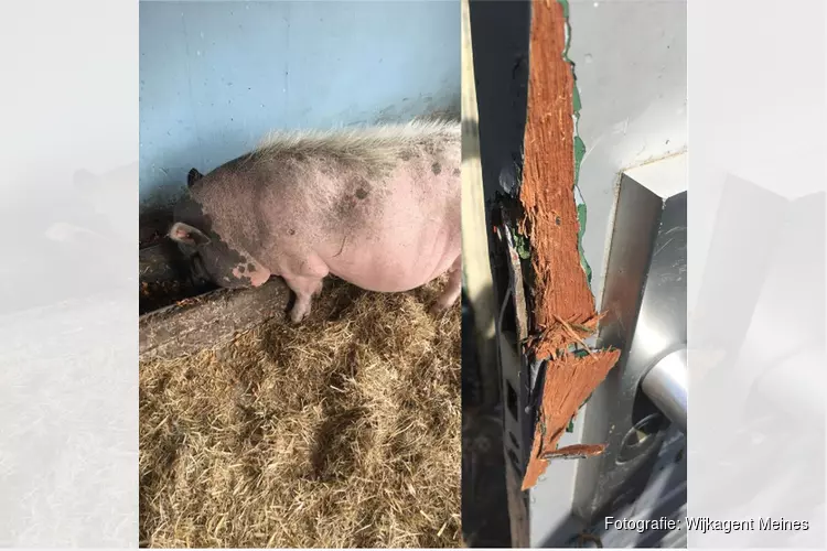 Grote schade na inbraak bij kinderboerderij en Jeu de Boules-vereniging