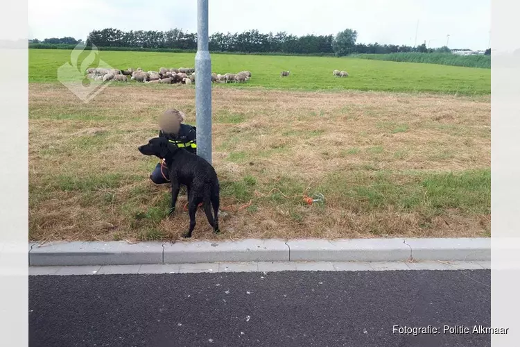 Honden jagen schapen de sloot in bij Heiloo