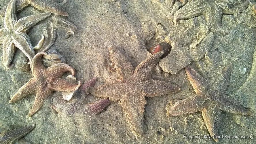 Zand, zee en strandvondsten met IVN Noord-Kennemerland bij Schaapskooi Bergen