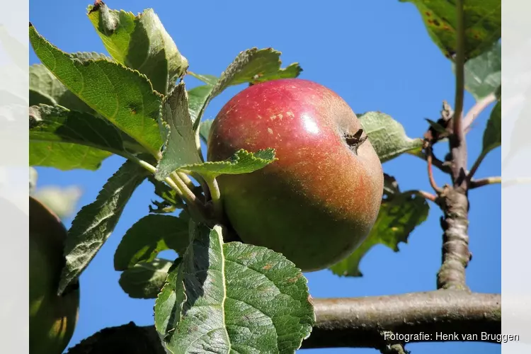 Kinderactiviteit: Appels plukken in de Eilandspolder