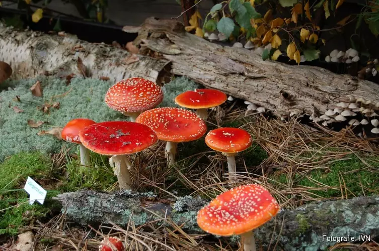 14 oktober Paddenstoelenfestijn Schaapskooi Bergen