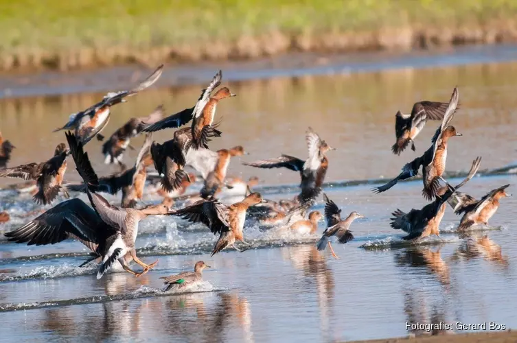 Fluisterend langs smienten en wuivend riet