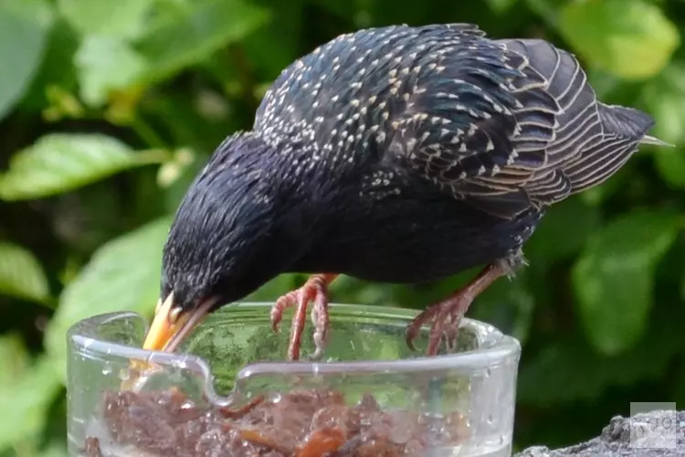 Tuinvogels in de Schaapskooi Bergen