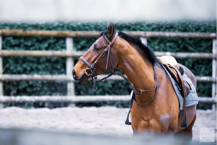 50e Pinkster Concours Hippique Kennemerruiters