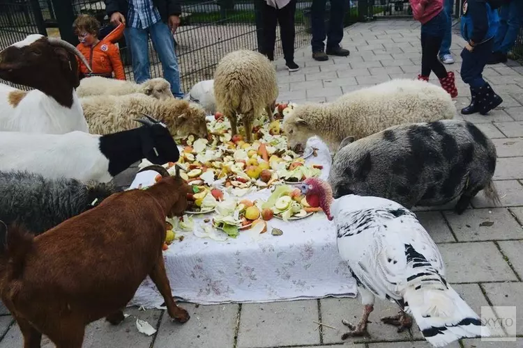 Dierendag bij Kinderboerderij Jong Leven in Sint Pancras