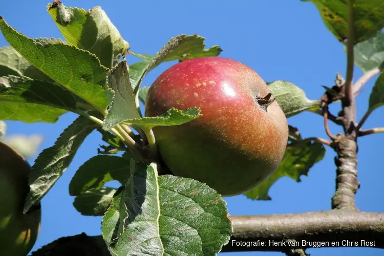 Appels plukken in Eilandspolder