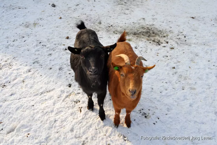 Kinderboerderij Jong leven staat in het teken van kerst