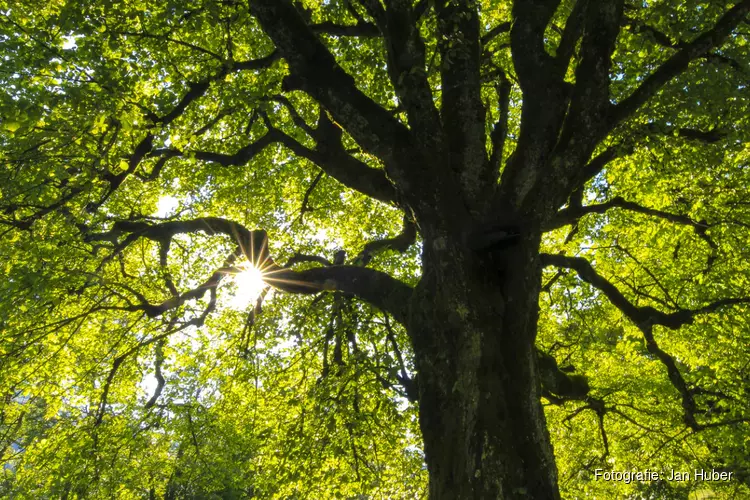 Rechter: ziekenhuis mag bomen De Hout kappen, ondanks bezwaren natuurgroep