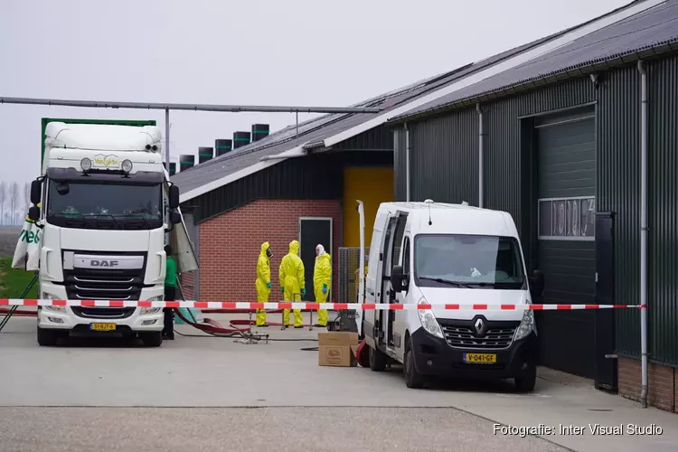 Pluimveebedrijf in Grootschermer ontruimd na nieuwe uitbraak vogelgriep