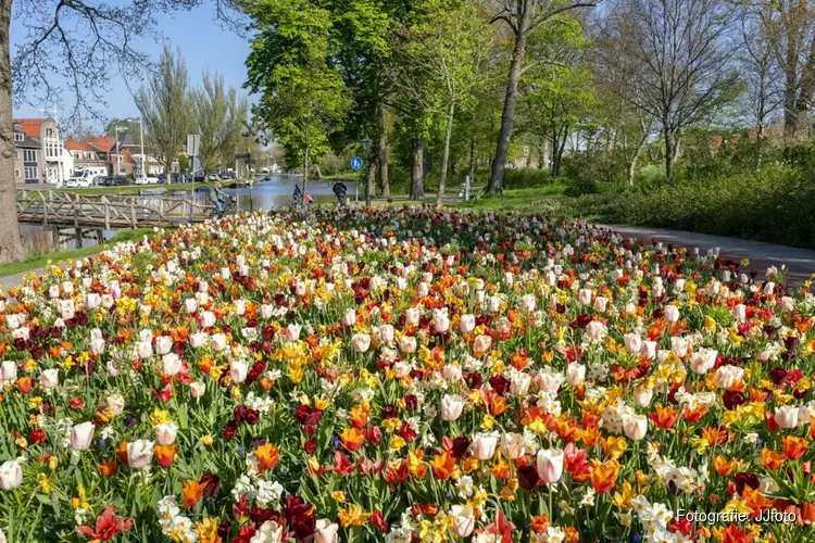 Bloeiende bollen kleuren Bolwerk en Victoriepark