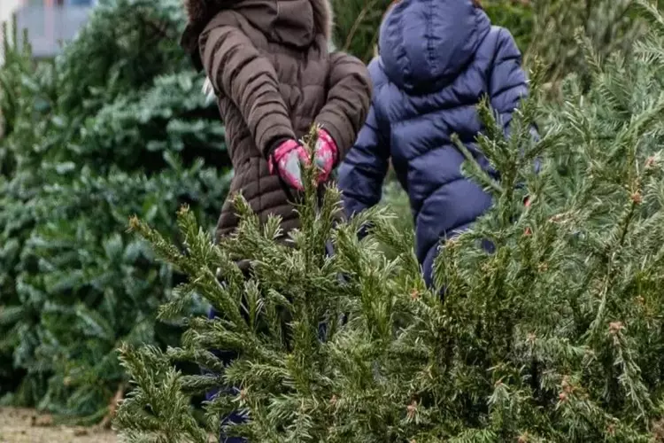 Breng Uw Kerstboom Naar Een Inleverpunt Alkmaarsdagblad Nl