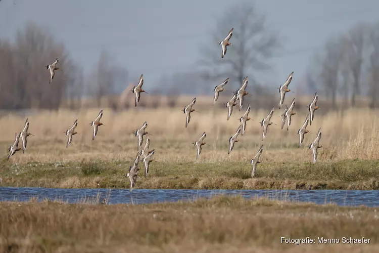 Vaar mee door de Eilandspolder: de weidevogels zijn binnen