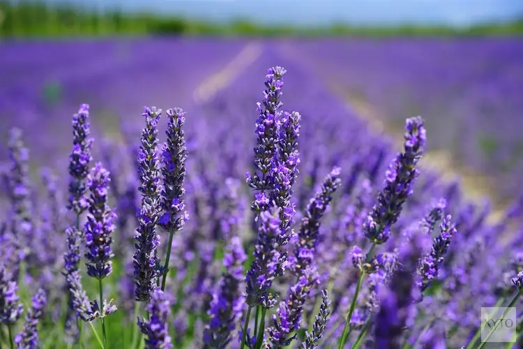 De voordelen van lavendelplanten in je tuin