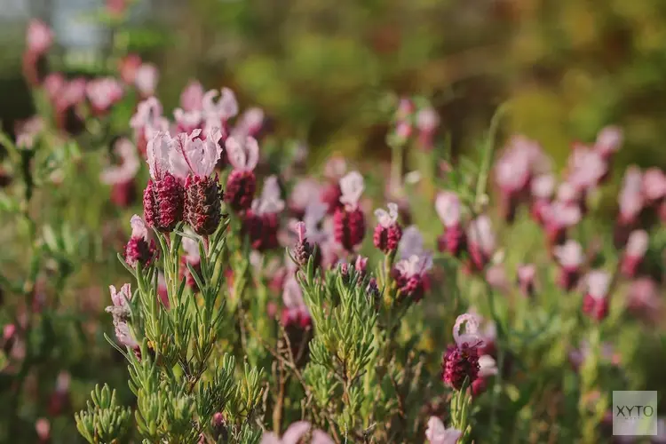 Heideplanten worden steeds populairder in Nederland