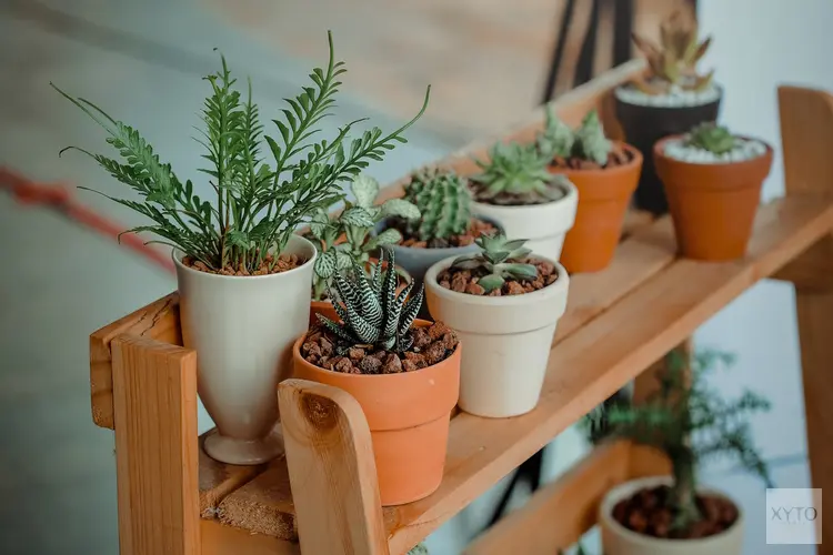 Kunstplanten voor buiten, natuurlijke esthetiek zonder gedoe