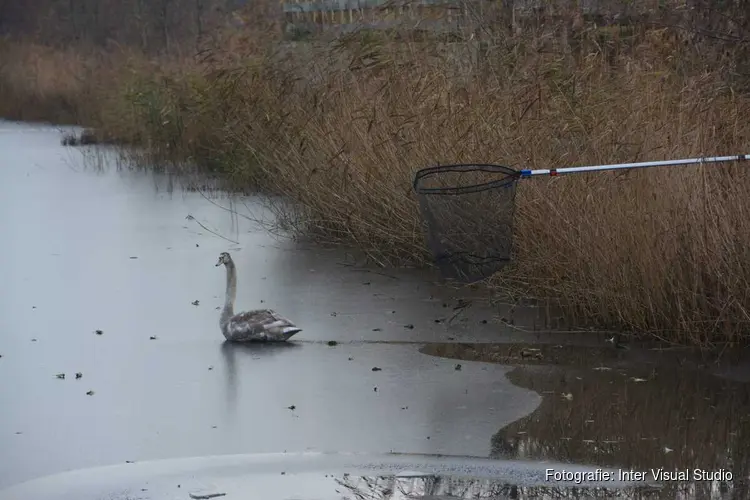 Zwaan blijkt toch niet vastgevroren te zitten