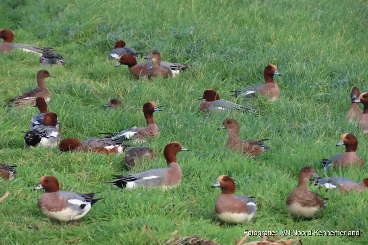 Natuurwandeling op 4 februari 2024 Geestmerambacht