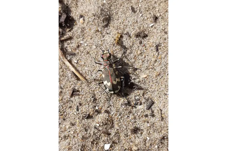 Voorjaarswandeling in de duinen bij de Schaapskooi Bergen op zondag 12 mei