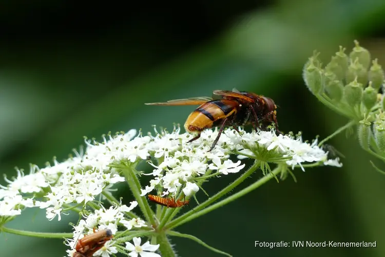 Wandeling 2 juni Geestmerambacht