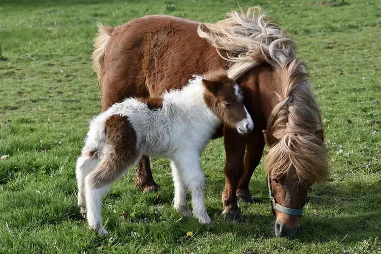 Werken met je lievelingsdieren: zijn deze opleidingen wat voor jou?