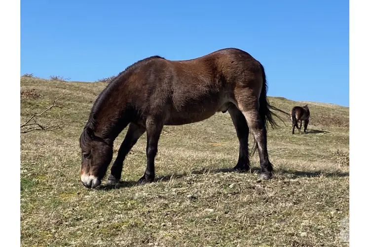 Natuur- en cultuurwandeling Bergen aan Zee