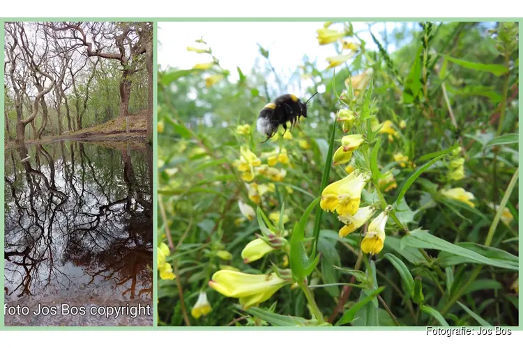 Voorjaarswandeling in de duinen bij de Duinheide Bergen op zondag 9 juni