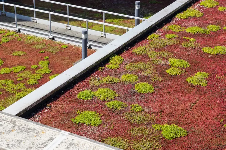 Waarom steeds meer Achterhoekers kiezen voor een sedum dak