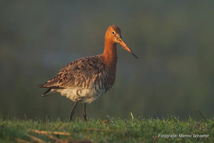 De weidevogels keren terug naar de Eilandspolder